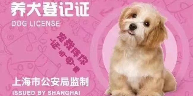 养犬登记、年检等事项“一网通办”！上海“宠物码”上线试运行