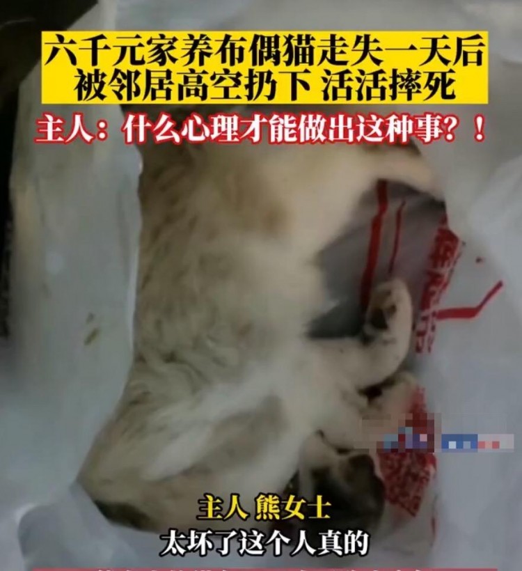 重庆一只布偶猫被邻居高空扔下活活摔死，猫主人：什么心理才能做到这一点