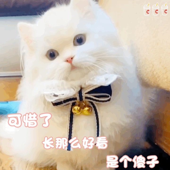 一只猫能犯贱到什么程度网友：我当时都惊呆了！