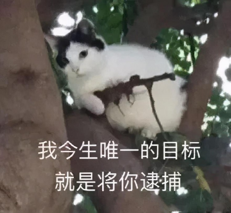 猫咪表情包：我已经沉沦了