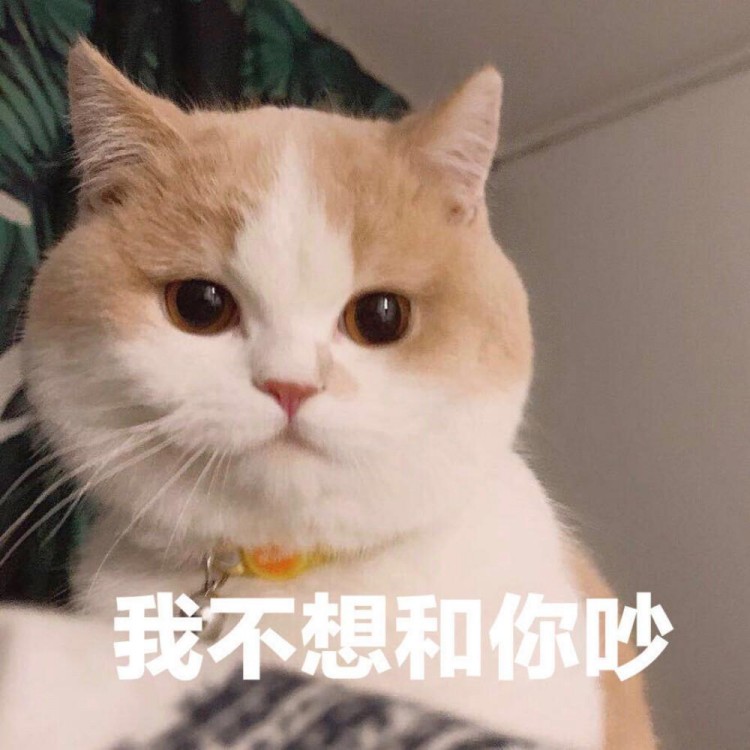 猫咪有这几个“睡姿”，说明它根本不爱你