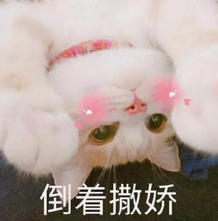 猫咪彻底爱上你后，反而会变得很“奇怪”，别不信