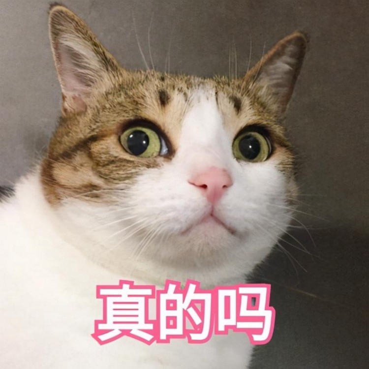 猫咪掉毛严重是什么原因？