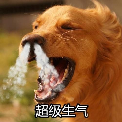 这6种“小型犬”体型虽小，脾气却很暴躁，有你家狗子吗？