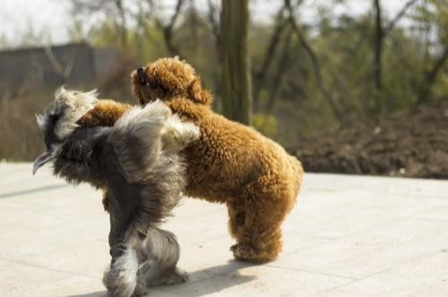 这6种小型犬体型虽小脾气却很暴躁有你家狗子吗