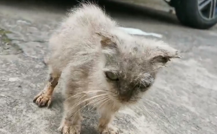 上海：被黑心猫舍抛弃，形同骷髅的繁殖猫，医院是它最温暖的地方