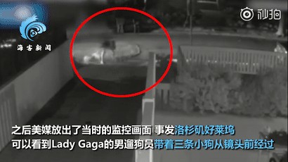 狗被绑架，管家被枪杀，Lady Gaga悬赏三百万追凶