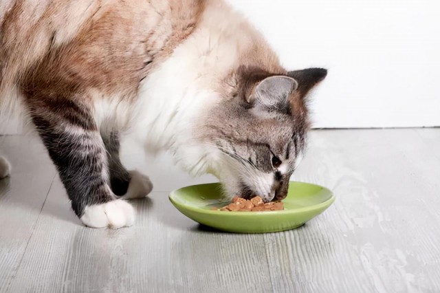 除了猫粮，适合猫咪吃的8种食物，今天你喂了吗？