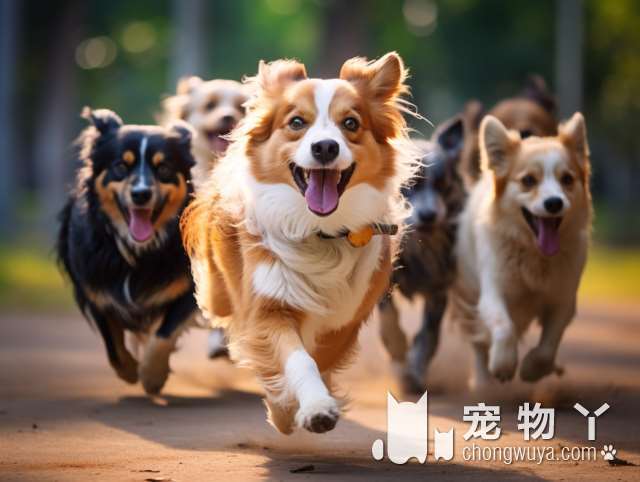 运动量小、性格又好的5种宠物犬，你心动了吗？