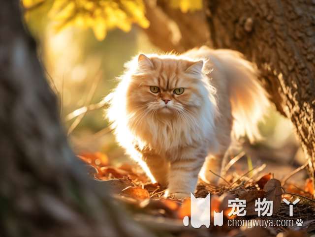 金吉拉猫保护你的四大表现？