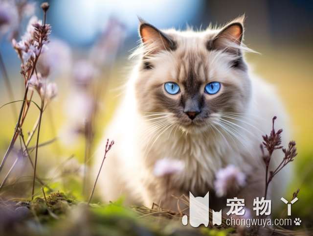 舍得金猫银猫值得收藏吗？