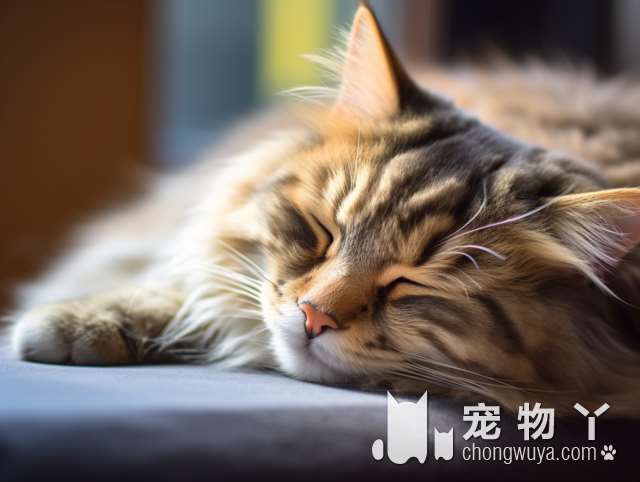 新年前给🐱洗澡好吗？上海萌咔PETS伊珊娜洗护猫咪售卖值得信赖吗？