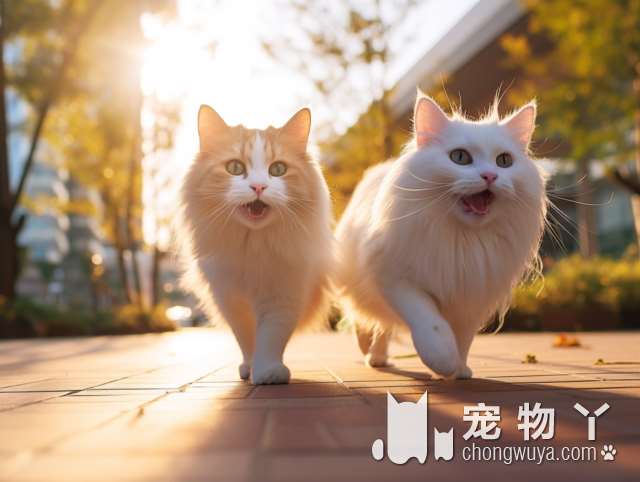 新年宠物护理问题？猫狗皮屑掉落怎么办？