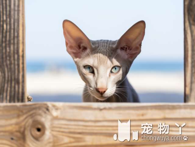 如何帮助受伤的小猫恢复健康?