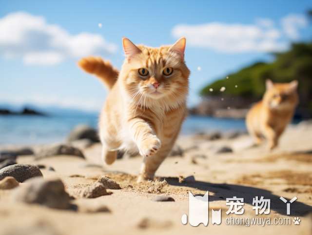 深圳猫咪专卖：小猫来了，如何选出最适合你的猫咪?