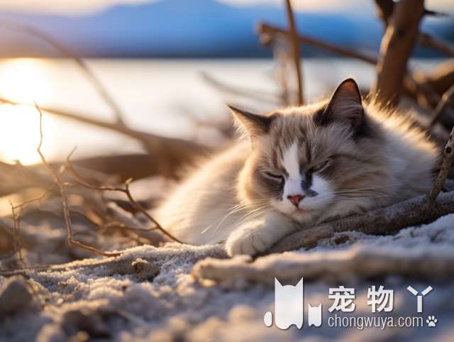 波斯猫成年有多大？