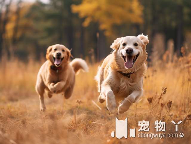 上海PET DREAMLAND宠物训练寄养基地：你的宠物需要一个专业的度假吗？