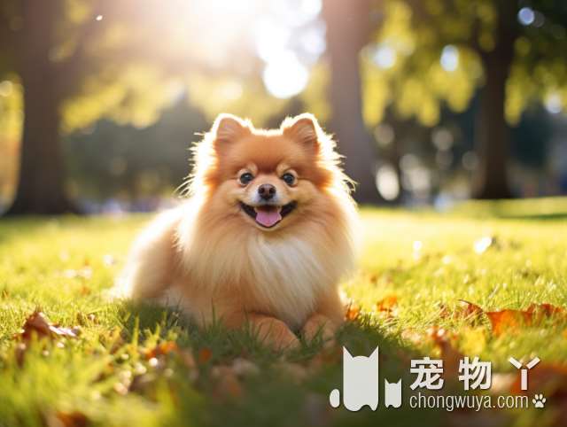 上海PET DREAMLAND宠物训练寄养基地：这里的狗群管理能力到底如何？